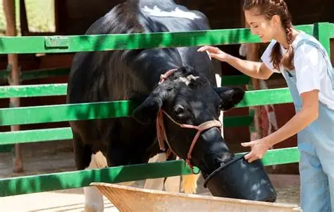 Placeholder special care for a rescued cow